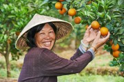 秋季柑橘易發(fā)生的病蟲害_冬天柑橘施羊糞的正確方法 秋季柑橘易發(fā)生的病蟲害_冬天柑橘施羊糞的正確方法