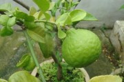 柑橘樹(shù)用什么藥滅花（柑橘樹(shù)用什么藥滅花效果好）
