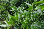 柑橘種植技術防病_石硫合劑在果樹上怎么用