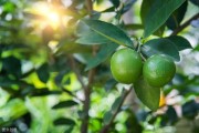 柑橘大棚防蟲網(wǎng)種植技術(shù)_柑橘冬季嫁接方法