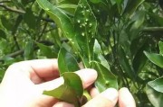 柑橘樹(shù)干病蟲(chóng)害防治技術(shù)_桔子剪枝正確方法