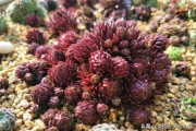 橘子能不能扦插_無花果冬天放室內(nèi)會(huì)生長嗎