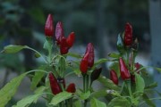 沙糖桔苗幾年才結(jié)果（沙糖桔樹苗什么時候發(fā)芽）
