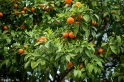 柑橘4月份病蟲害管理要點_柑橘潰瘍病防治最新方法