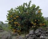 國外柑橘果樹種植先進(jìn)技術(shù)_農(nóng)田種柑橘合法嗎