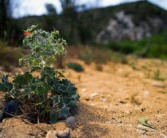 柑橘適合種植在什么地方？解析最佳地理環(huán)境條件