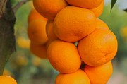 規(guī)范柑橘種植技術(shù)視頻教學(xué)_請(qǐng)問農(nóng)村荒地種些什么收入會(huì)高一些呢 規(guī)范柑橘種植技術(shù)視頻教學(xué)_請(qǐng)問農(nóng)村荒地種些什么收入會(huì)高一些呢