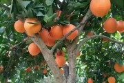 柑橘種植技術(shù)與銷路_種植百香果有市場嗎