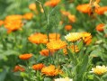 柑橘嫩芽打什么藥（柑橘春芽出來(lái)的時(shí)候打什么藥）