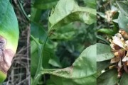 柑橘開春種植技術(shù)_西瓜跟柑橘樹套種有何影響