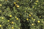 新會柑柑橘種植技術_廣東新會柑樹修剪技術
