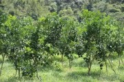 柑橘幼樹鋪地膜種植技術(shù)_廣柑樹苗哪里批發(fā) 柑橘幼樹鋪地膜種植技術(shù)_廣柑樹苗哪里批發(fā)