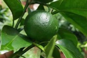 柑橘種植肥水管理技術(shù)_柑橘?；ㄓ檬裁此? title=