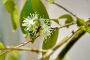 嫁接柑橘樹取什么芽？關(guān)鍵技巧與芽位選擇方法解析