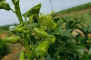 柑橘樹(shù)防治病蟲(chóng)害_如何防治柑橘類(lèi)果實(shí)貯藏期間的青霉病和綠霉病