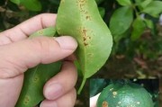 柑橘常見(jiàn)病害有哪些打什么藥(秋季柑橘病蟲(chóng)害防治用什么農(nóng)藥)