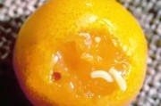 柑橘病蟲(chóng)害農(nóng)藥配方_柑橘怎么施肥才能確保高產(chǎn)