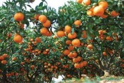 本地柑橘種植技術(shù)_佛手前景如何