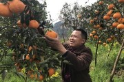 眉山柑橘幼樹種植技術(shù)_四川省哪個(gè)產(chǎn)區(qū)耙耙柑最好吃
