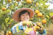 港北區(qū)柑橘種植技術(shù)_發(fā)財(cái)果沙糖桔過(guò)年前是否會(huì)漲價(jià) 港北區(qū)柑橘種植技術(shù)_發(fā)財(cái)果沙糖桔過(guò)年前是否會(huì)漲價(jià)