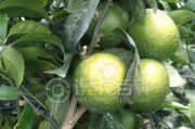 柑橘日灼種植技術(shù)_柑橘樹曬傷了怎么起死回生
