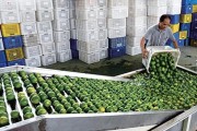 海南柑橘苗種植技術(shù)_香水檸檬大片種植有什么好的種植方法讓果樹粗壯果實多