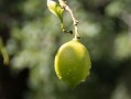 今年新會柑價格走勢深度解析：市場供需變化與產(chǎn)區(qū)動態(tài)全觀察
