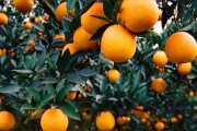柑橘創(chuàng)新種植技術(shù)指導(dǎo)_柑橘樹(shù)的最佳行距和株距