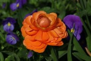 臍橙?；ū９裁磿r候打藥（臍橙保花保果時間）