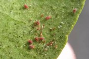砂糖柑橘種植技術(shù)_柑橘樹(shù)怎樣種植最好