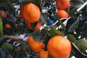 維持春見柑橘種植技術_甘平柑橘和明日見柑橘哪個好 維持春見柑橘種植技術_甘平柑橘和明日見柑橘哪個好