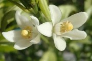 柑橘4月底病蟲(chóng)害幾次最好_5月份紅美人柑桔防什么病 柑橘4月底病蟲(chóng)害幾次最好_5月份紅美人柑桔防什么病