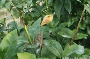 柑橘病蟲(chóng)害用什么農(nóng)藥_敵敵畏殺柑橘樹(shù)什么蟲(chóng)