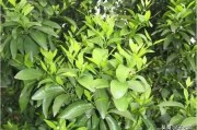 柑橘3月份的病蟲(chóng)害_甘平柑橘幾月成熟