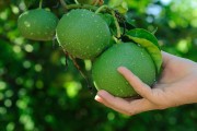 柑橘蜜柚種植技術(shù)_云南柑橘種植面積排行 柑橘蜜柚種植技術(shù)_云南柑橘種植面積排行