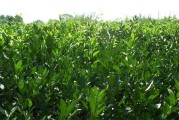 開(kāi)州柑橘種植技術(shù)_帥橘種植技術(shù)