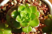 高效掌握柑橘種植管理技術(shù)：從土壤改良到病蟲(chóng)害防治全攻略