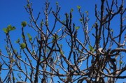 柑橘枝條發(fā)芽還可以嫁接嗎（柑橘樹發(fā)芽）