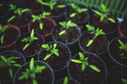 柑橘脫毒無菌苗繁育技術解析與高效種植健康栽培實踐