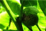 柑橘密植種植技術(shù)_橘子樹移栽多久不死算成活了