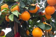 柑橘種植技術(shù)與利潤(rùn)_不知道種植什么經(jīng)濟(jì)效益最高