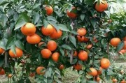 愛媛38號(hào)柑桔產(chǎn)地_大雅1號(hào)2號(hào)柑橘和愛媛38號(hào)哪個(gè)更好
