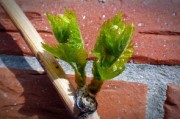 4月成熟柑橘樹苗高效栽培指南：春季種植技巧與管理要點(diǎn)