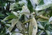 柑橘樹(shù)秋天病蟲(chóng)害防治_9月反季節(jié)水果有哪些