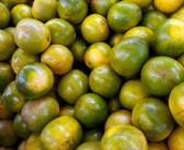 柑橘類(lèi)水果種植技術(shù)管理視頻（柑橘類(lèi)水果種植技術(shù)管理視頻講解）
