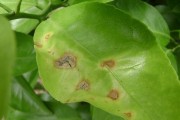 柑橘的種植技術(shù)與病害_柑橘碎葉病如何防治 柑橘的種植技術(shù)與病害_柑橘碎葉病如何防治