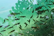 沃柑成熟時候可以噴蕓苔素嗎視頻（沃柑噴什么藥另果光滑好看）