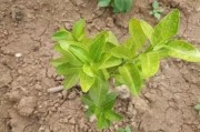 幼齡柑橘種植技術(shù)_如何用沼液作為葉面肥噴施柑橘