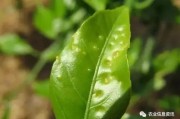 柑橘后期常見(jiàn)病害(柑橘常見(jiàn)的病蟲(chóng)害防治)