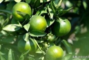 與柑橘紅蜘蛛混發(fā)的病蟲(chóng)害_洗衣粉加什么殺柑橘紅蜘蛛